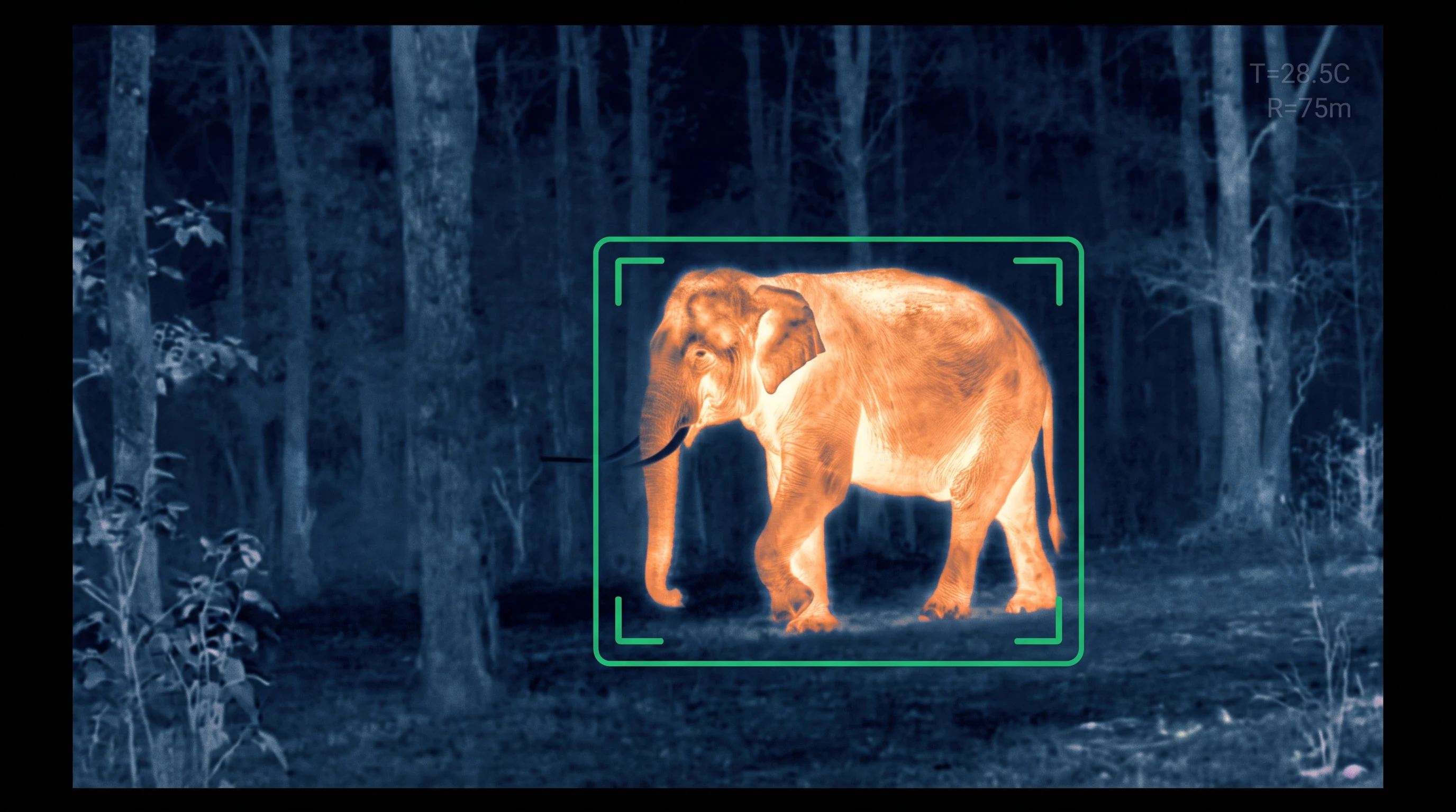 Elephant detection on a thermal forest camera at night